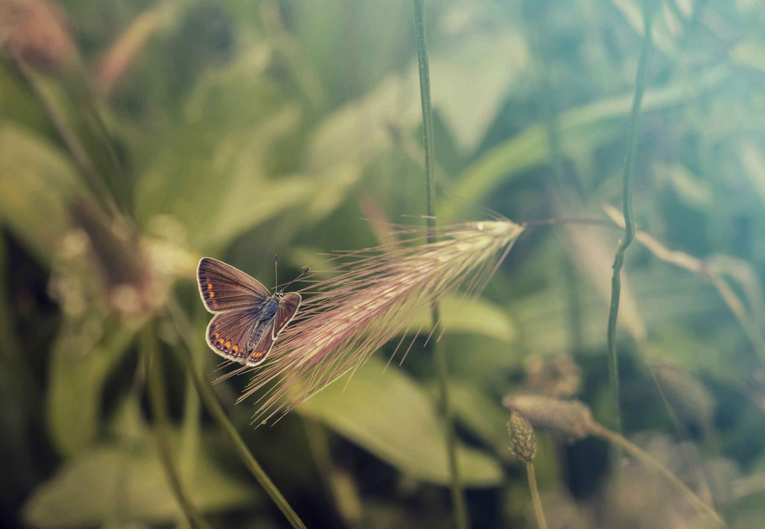 a beautiful butterfly perched on an green grass of a meadow. Art view