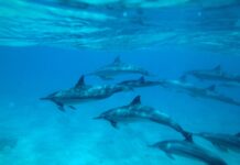 Does Sleep Reflect Daytime Experience in Specific Parts of the Brain?