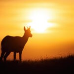 Light and Darkness Fundamentally Affect Biology