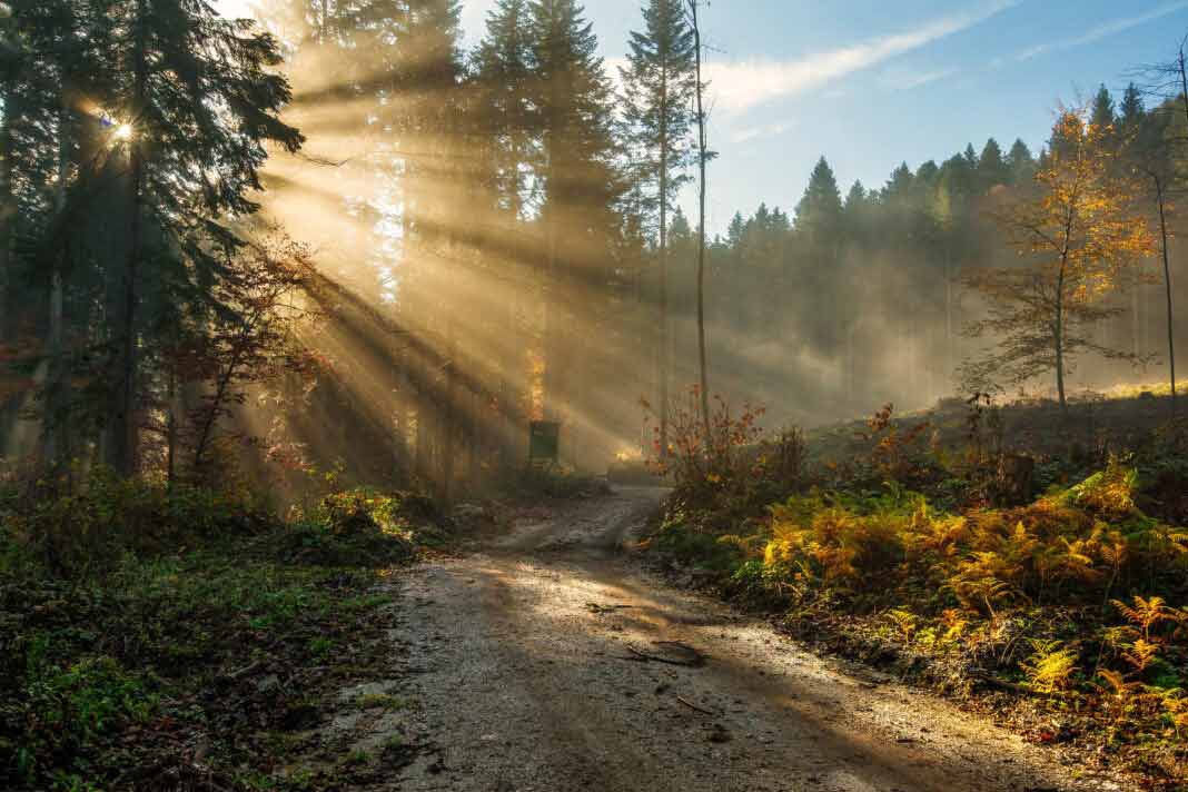 golden-rays-of-sunlight-falling-into-a-misty-fores-3C4UPB9